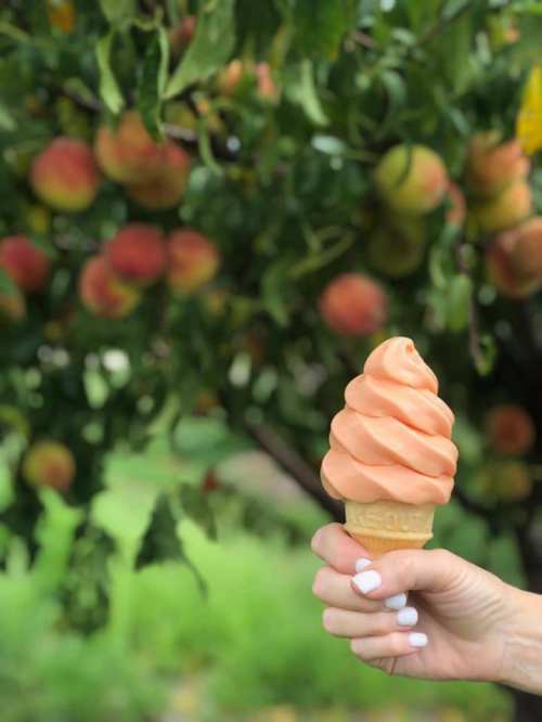 A hand holds a soft-serve peach ice cream cone in front of a tree laden with ripe peaches.