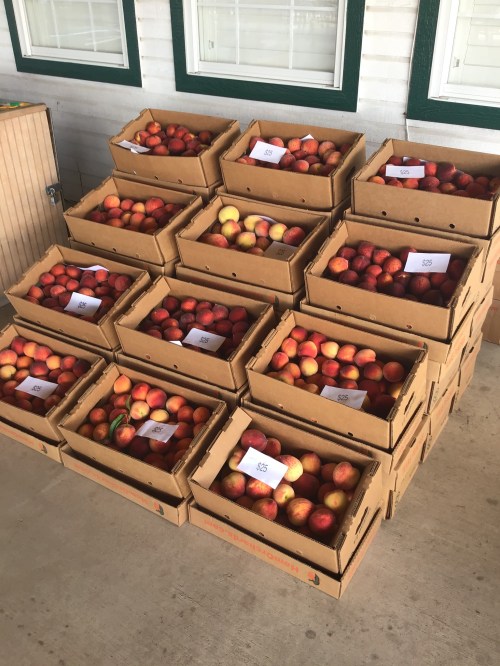 Stacks of cardboard boxes filled with various apples, labeled and arranged neatly on a concrete surface.