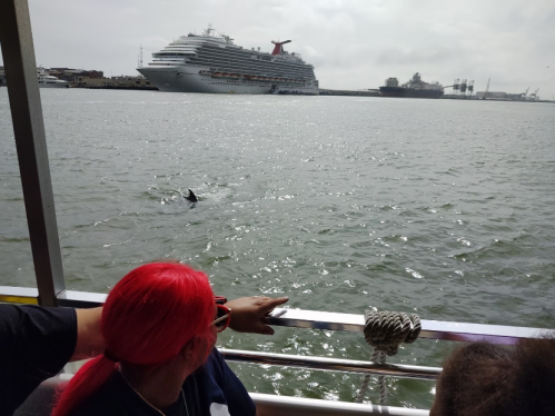 A person with red hair watches a dolphin swimming near a cruise ship in the water.