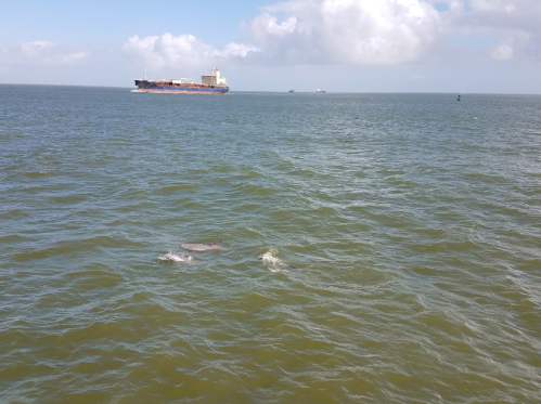 Two dolphins swim in the water near a large cargo ship under a partly cloudy sky.