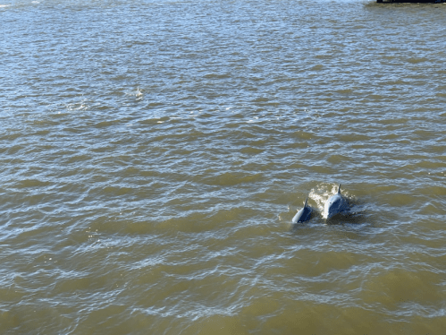 Two dolphins swimming in a rippling body of water under a clear sky.