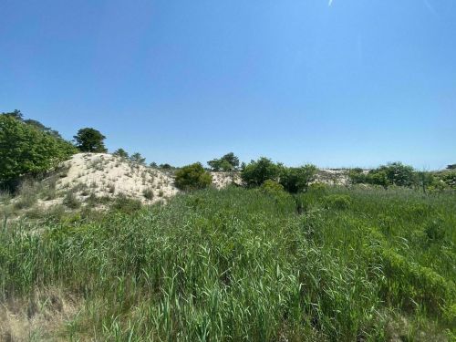 A sunny landscape featuring sandy dunes and lush green vegetation under a clear blue sky.
