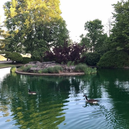 Two ducks swim in a serene pond surrounded by lush greenery and a small island with rocks.