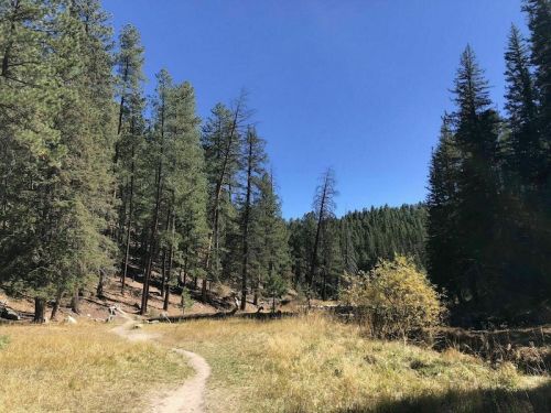 A winding dirt path through a forest of tall pine trees under a clear blue sky.