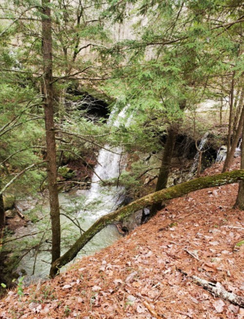 A serene forest scene featuring a small waterfall surrounded by trees and fallen leaves.