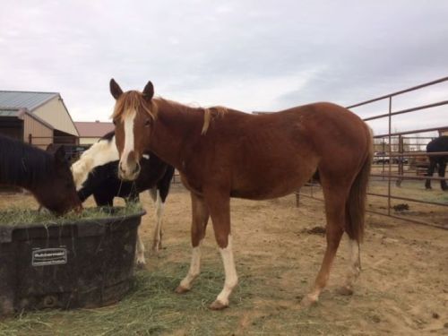 A brown horse stands near a feeding trough, while another horse grazes in the background.