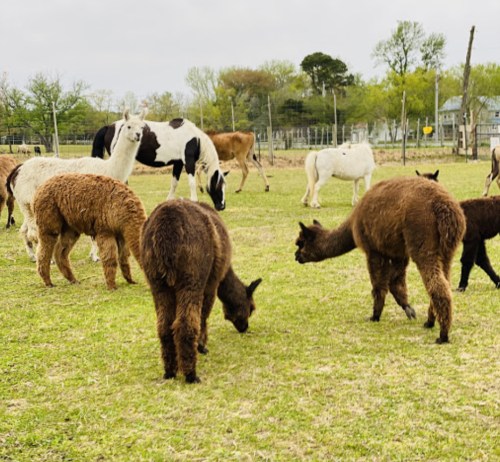 A group of llamas and alpacas grazing in a grassy field with trees and a barn in the background.