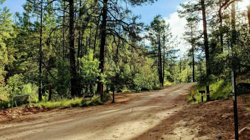A dirt road winding through a lush green forest with tall trees and sunlight filtering through the leaves.