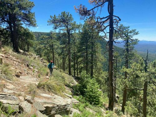 A hiker walks along a rocky trail surrounded by tall pine trees and a scenic mountain landscape.