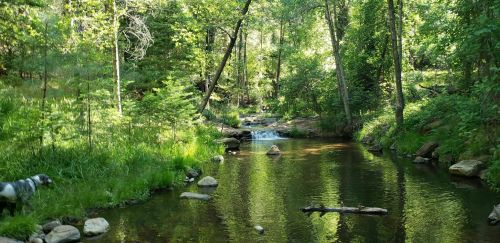 A serene forest scene with a flowing creek, surrounded by lush greenery and a dog near the water's edge.