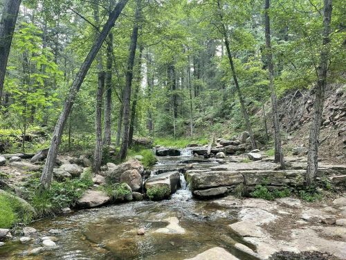 A serene forest scene with a flowing creek, surrounded by lush green trees and rocky terrain.