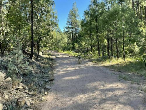 A dirt path winds through a forest of tall pine trees, with a dog walking ahead in the sunlight.