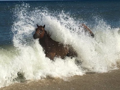A horse splashes through ocean waves, creating a dramatic spray of water against a sandy beach backdrop.