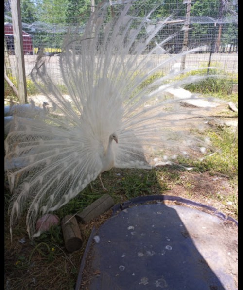A white peacock displaying its magnificent feathers in a sunny outdoor setting.