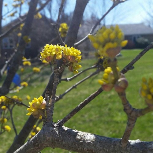 Close-up of yellow buds on a tree branch, with a blurred green lawn and house in the background on a sunny day.