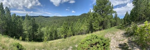 A panoramic view of a lush green forest with trees and a clear blue sky, showcasing rolling hills in the background.