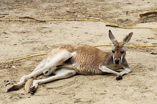 A kangaroo lounging on sandy ground, with its legs stretched out and ears perked up.