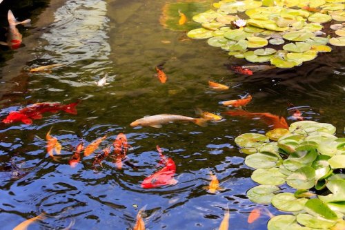 A serene pond with colorful koi fish swimming among lily pads and reflections on the water's surface.