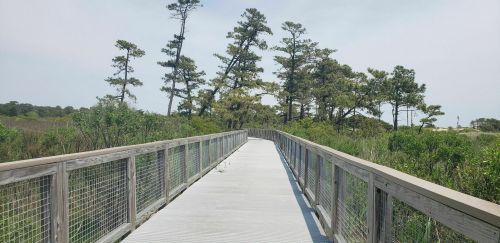 A wooden boardwalk leads through lush greenery and tall trees under a clear sky.