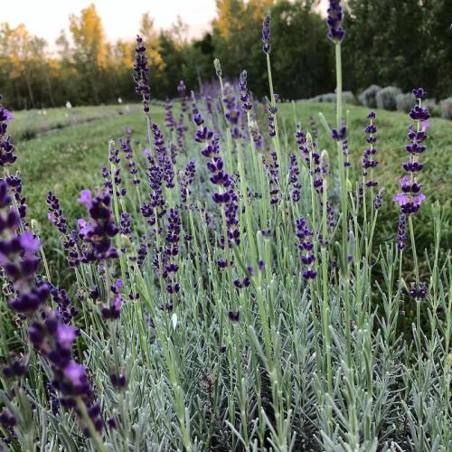 A close-up of blooming lavender plants in a green field, with tall purple flowers swaying gently in the breeze.