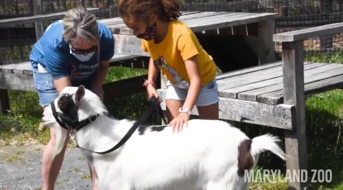 A girl and a woman interact with a friendly goat at a zoo, both wearing masks and enjoying the sunny day.