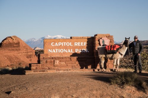 A person stands next to a llama at the entrance sign of Capitol Reef National Park, with mountains in the background.