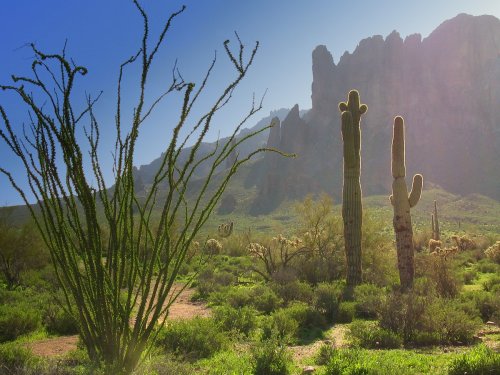Desert landscape featuring tall cacti, green shrubs, and rugged mountains under a bright sky.
