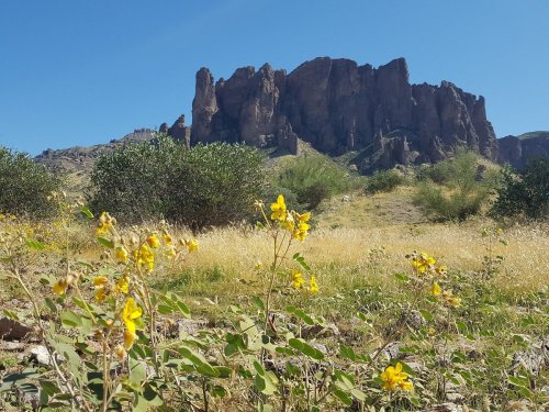 A desert landscape featuring yellow wildflowers in the foreground and rugged rock formations under a clear blue sky.
