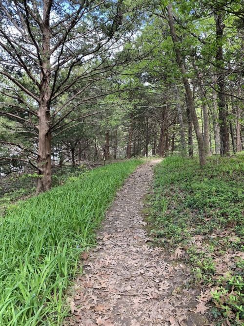 A narrow dirt path winds through a lush green forest, surrounded by trees and scattered leaves on the ground.