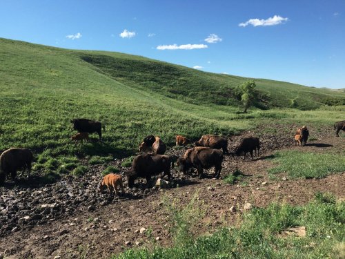 A herd of bison grazing on a grassy hillside under a clear blue sky.