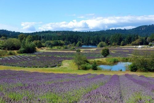 A scenic landscape featuring vibrant lavender fields, serene ponds, and lush green hills under a blue sky.