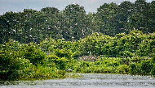 A serene river scene with lush greenery and numerous birds flying above the trees.