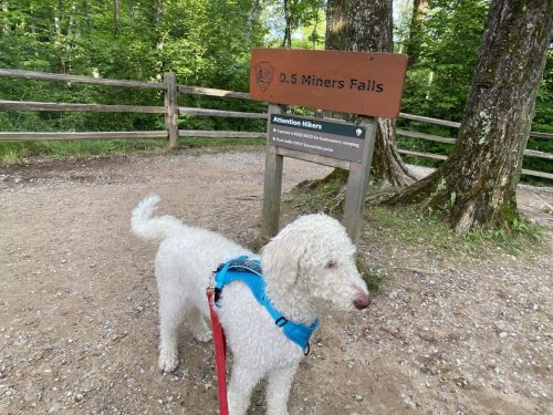 A white dog on a leash stands near a sign for Miners Falls in a wooded area.