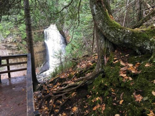 A serene forest scene featuring a waterfall in the background, surrounded by trees and moss-covered rocks.