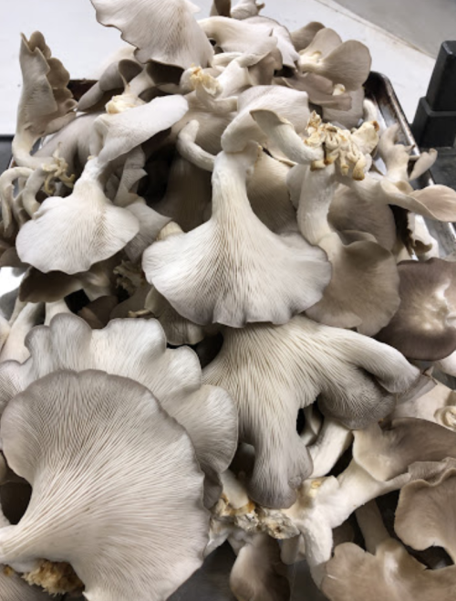 A close-up of a pile of fresh oyster mushrooms with light gray and white caps.