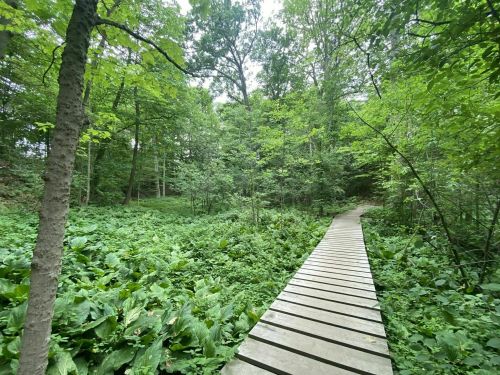 A wooden pathway winds through a lush green forest filled with dense foliage and trees.