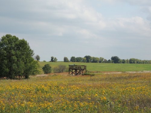 A wooden observation tower stands in a vibrant field of yellow flowers under a cloudy sky. Green trees are in the background.