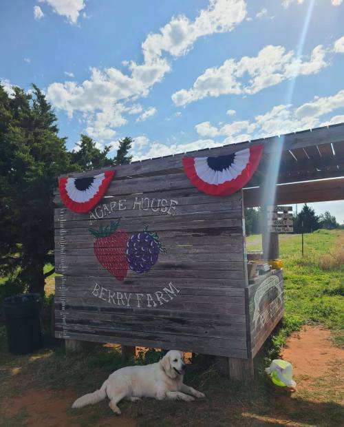 A wooden stand with "Agape House Berry Farm" sign, decorated with red, white, and blue, and a dog resting nearby.
