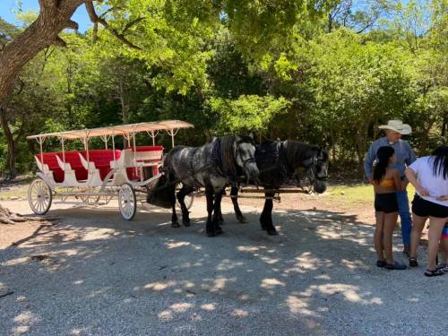 A horse-drawn carriage with two horses, parked under trees, while people interact nearby.