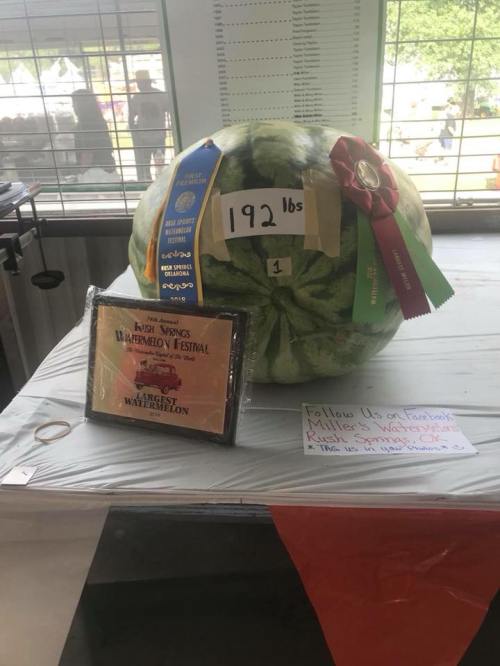 A large 192-pound watermelon with ribbons and an award plaque displayed on a table at a festival.