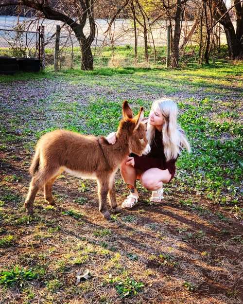 A girl kneels beside a young donkey in a grassy area, sharing a gentle moment together.