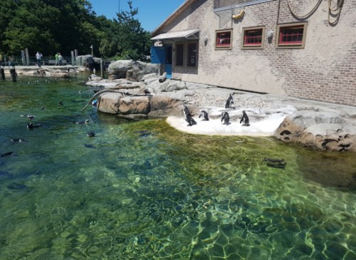 A group of penguins on a rocky shore near clear water, with a building in the background and people in the distance.