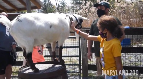 A child in a yellow shirt pets a white goat standing on a barrel at a zoo, with adults nearby.