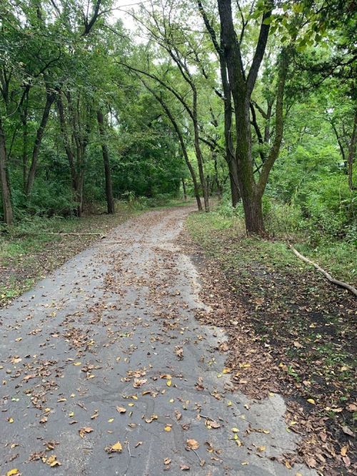 A winding path through a lush, green forest, lined with trees and scattered with fallen leaves.