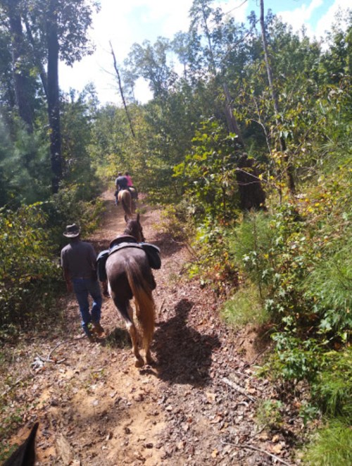 Two riders on horseback trail through a wooded path, surrounded by trees and greenery on a sunny day.