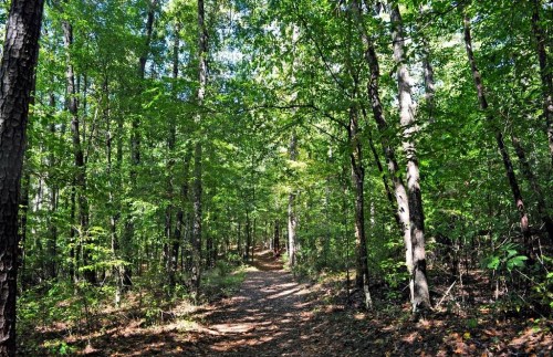 A serene forest path surrounded by lush green trees and dappled sunlight filtering through the leaves.