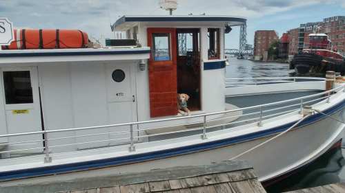 A dog sits on the deck of a boat docked by the waterfront, with buildings and a bridge in the background.