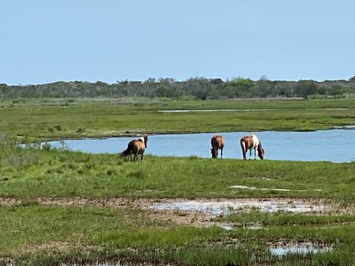 Three horses grazing by a calm body of water, surrounded by lush green grass and a clear blue sky.