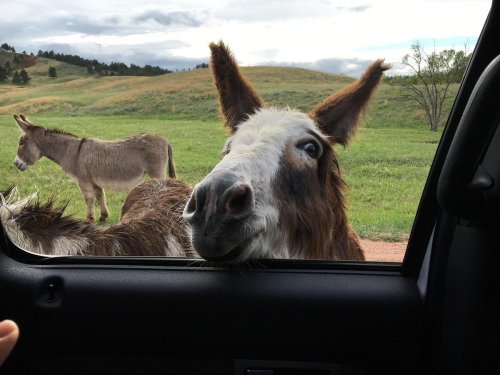 A curious donkey leans into a car window, with another donkey grazing in the background on a grassy field.