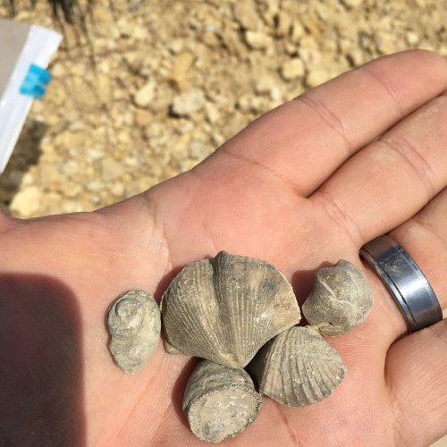 A hand holding several fossilized shells on a rocky surface.